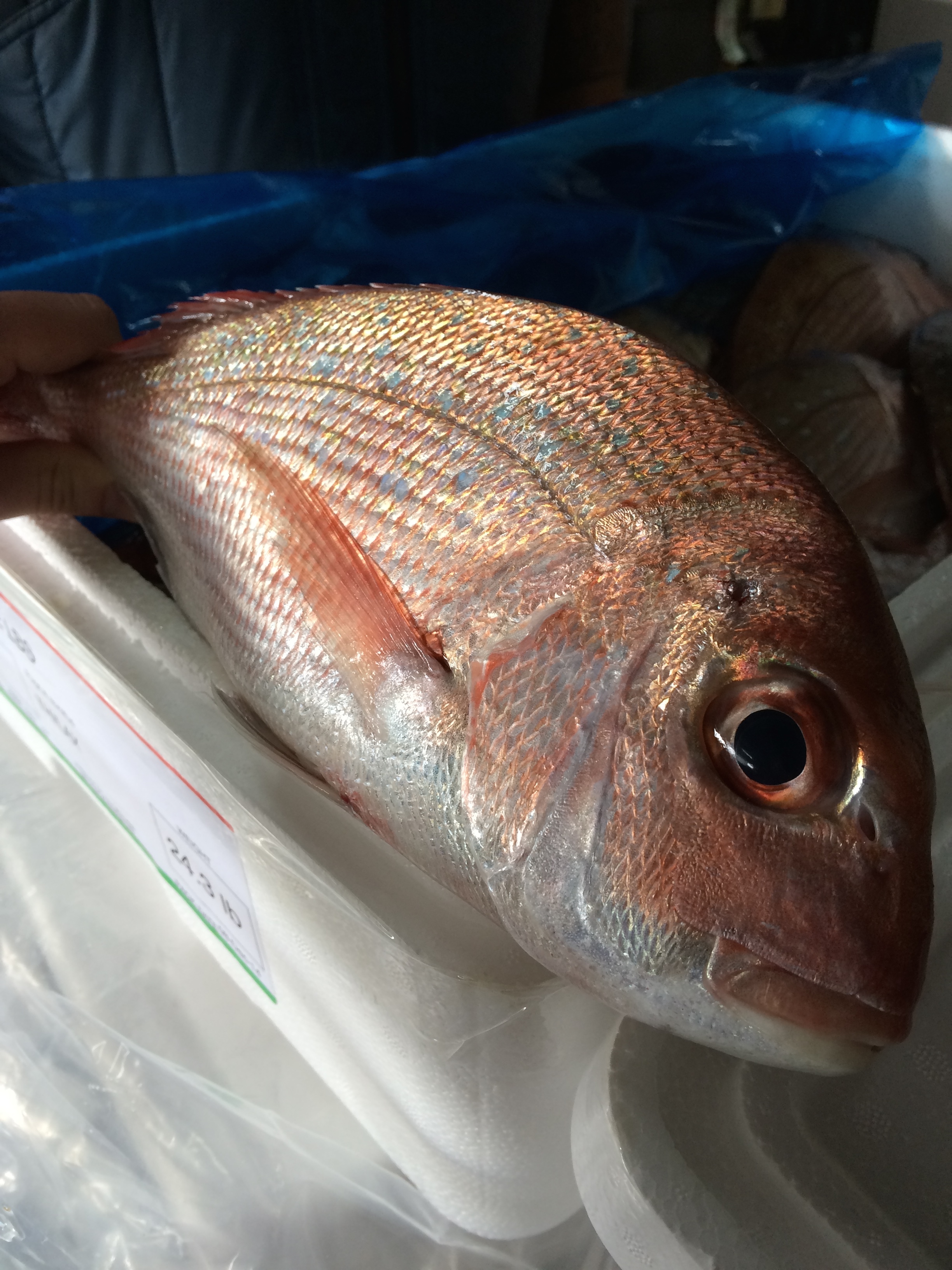 Moana NZ Pink Sea Bream close-up, iridescent pink skin