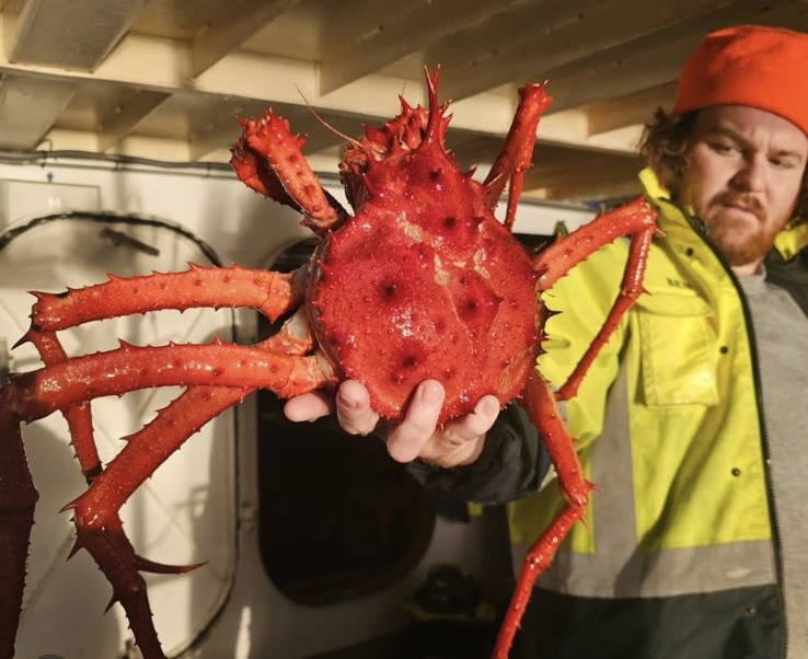 Fisherman holding a large New Zealand King Crab on deck